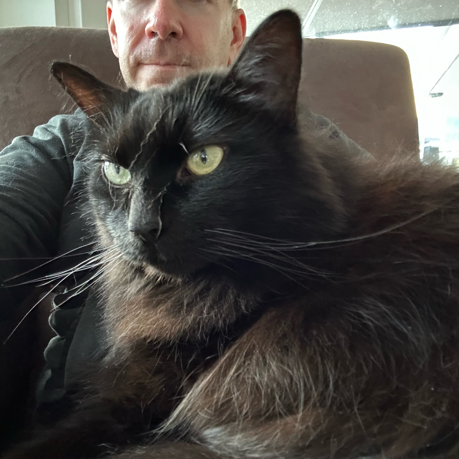 Large long-haired black cat sitting in his human's lap