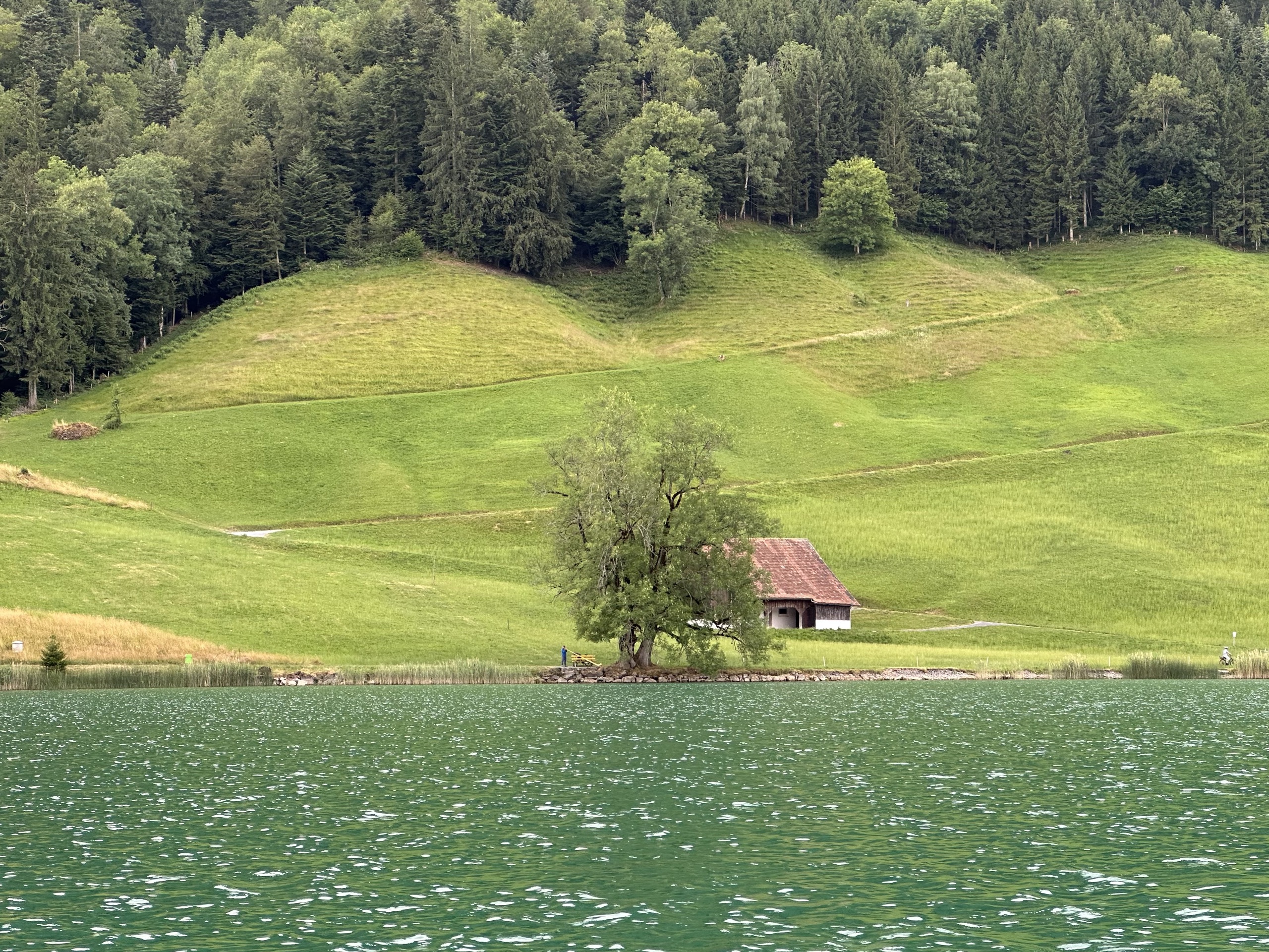 View of green hillside on the edge of the lake. A standing man plays a large alp horn beneath a tree.
