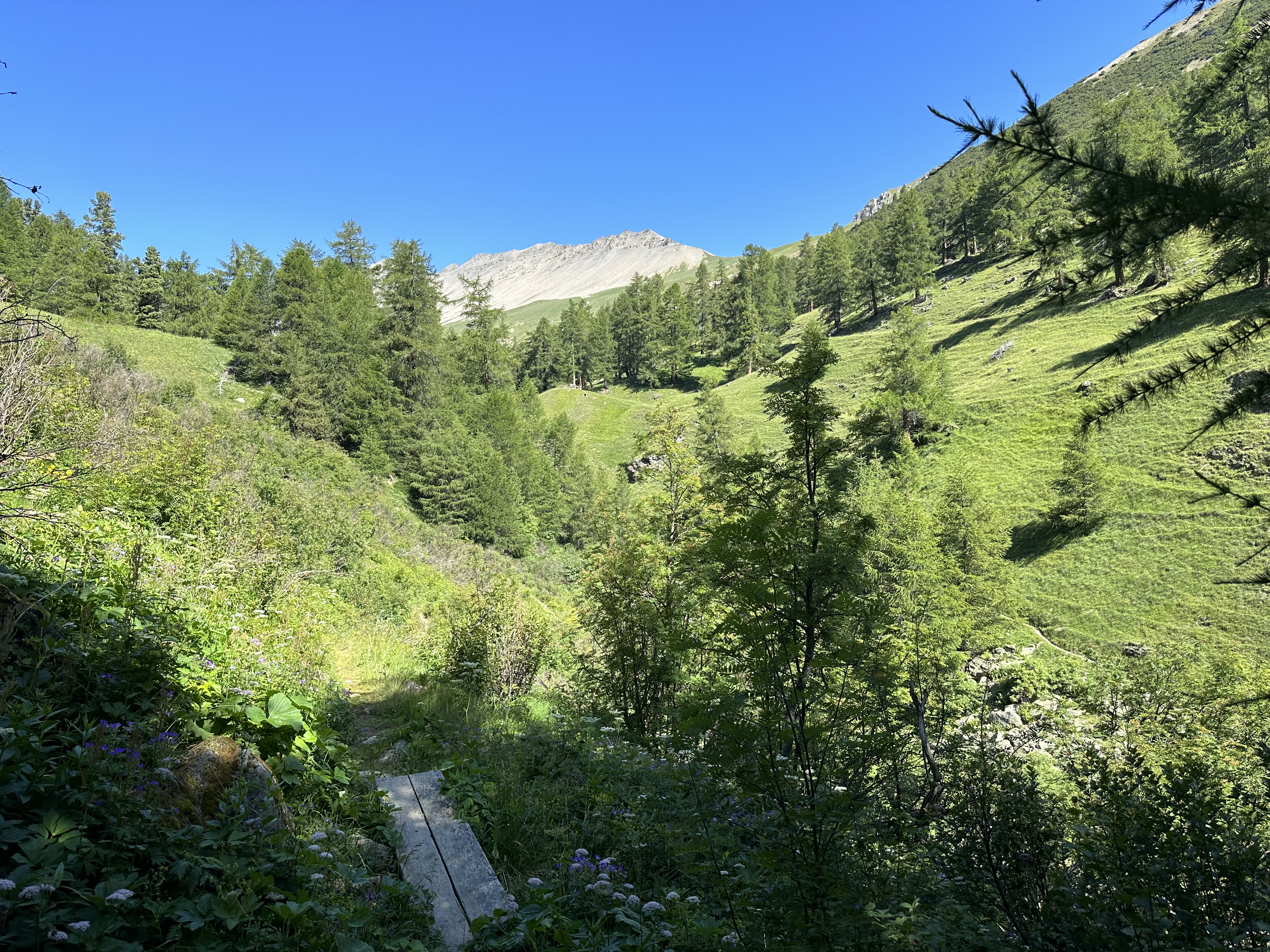 View of alpine mountainside, mixed woods and pasture under a blue sky.