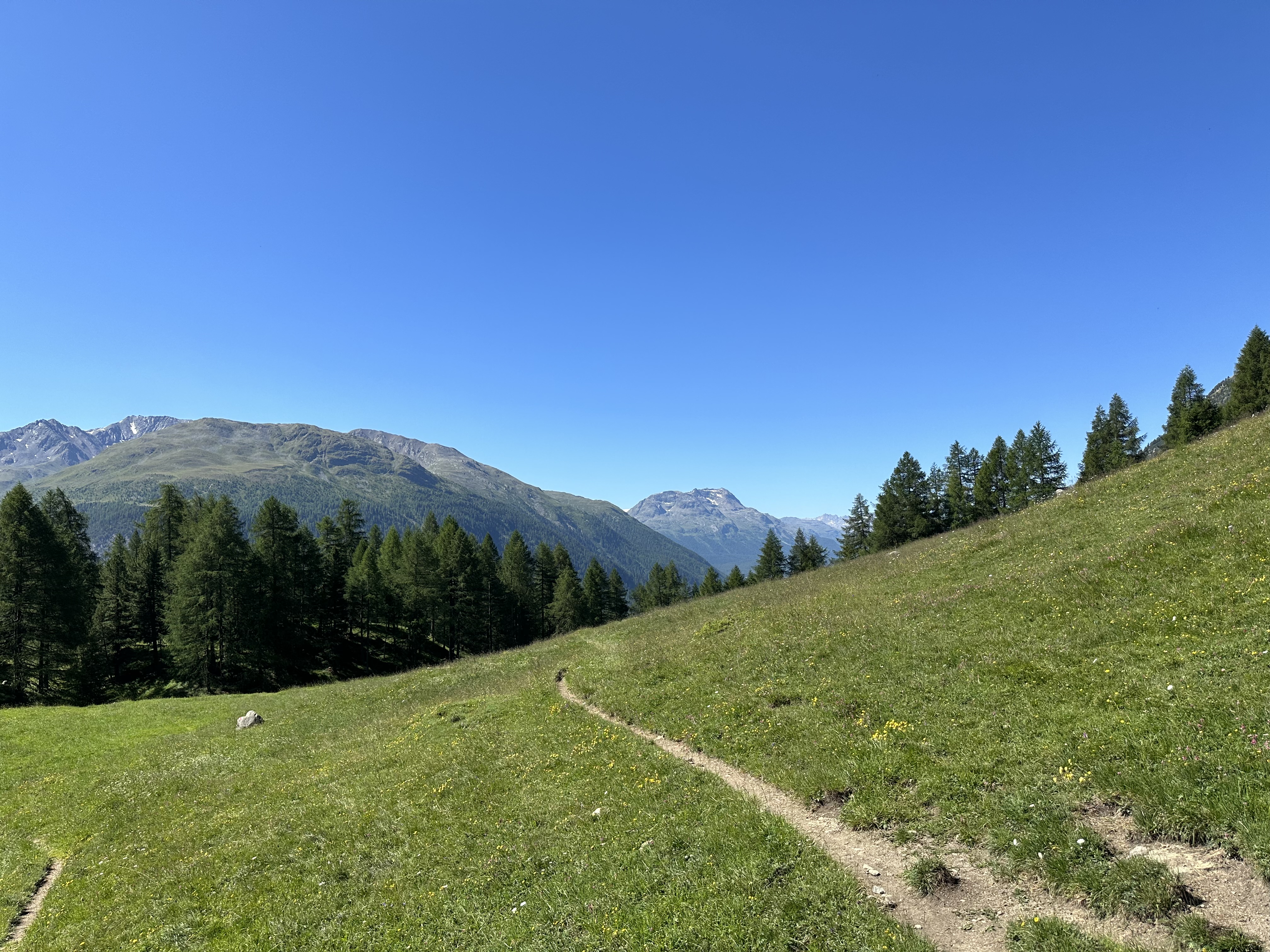 View of hiking trail across an alpine pasture under a clear blue sky.