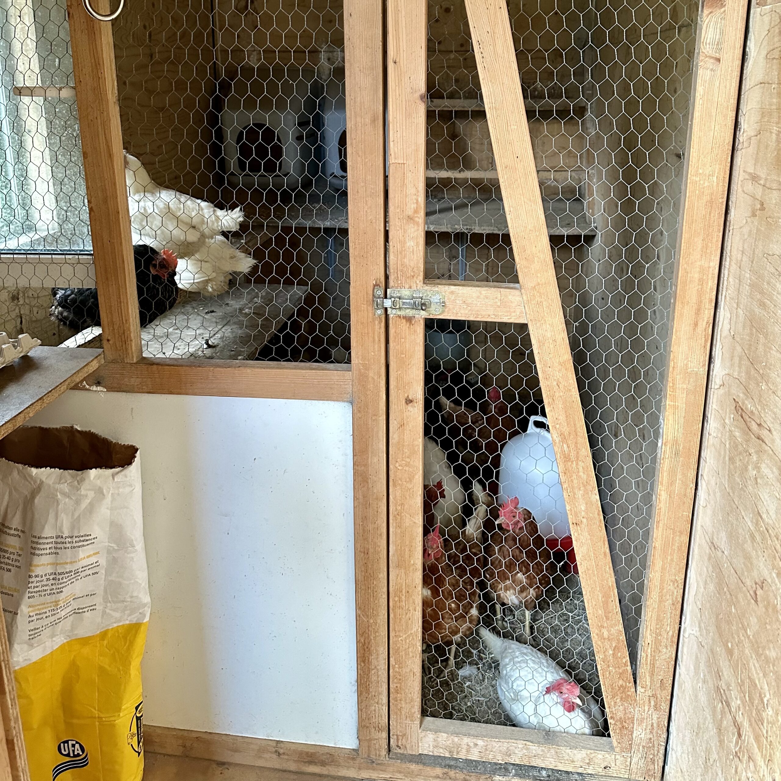 A chicken coop with several chickens