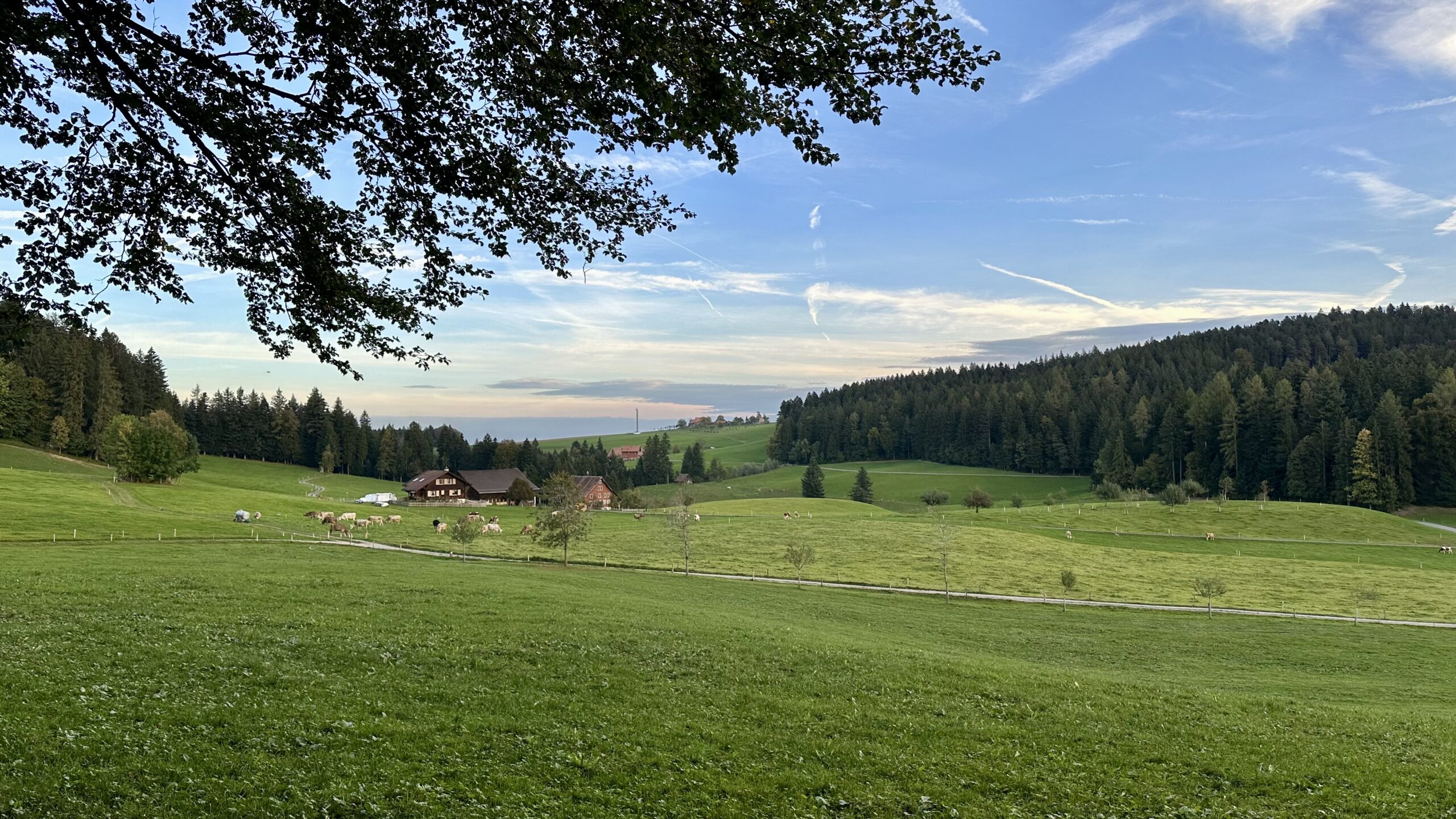 View of the rolling Swiss pastures of Hinterwyden with green grass, cows, and some farm houses.