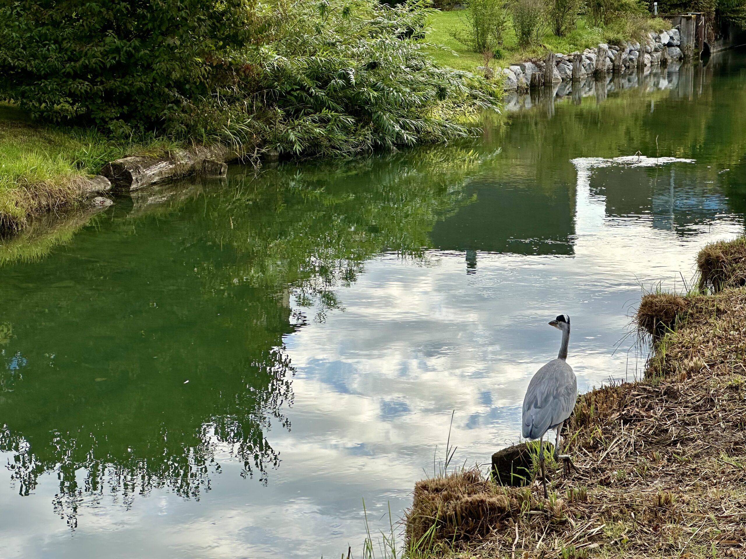 A great blue heron stalks prey along the near bank of a canal. The water looks green due to the reflection of grass and greenery on the far bank.