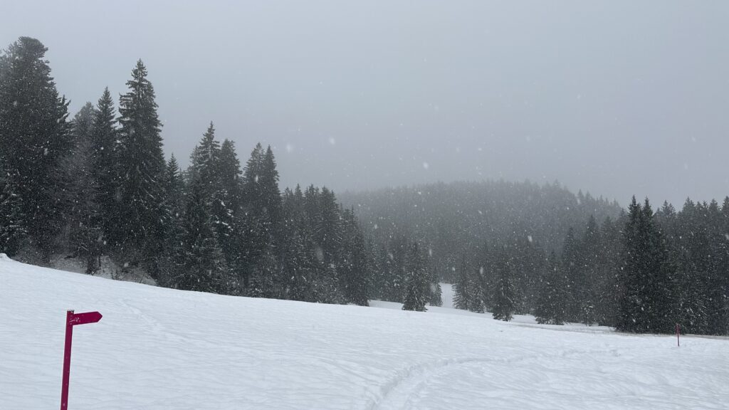 Snow-covered pasture bordered with evergreen woods. Heavy wet snow is falling and visibility is limited.