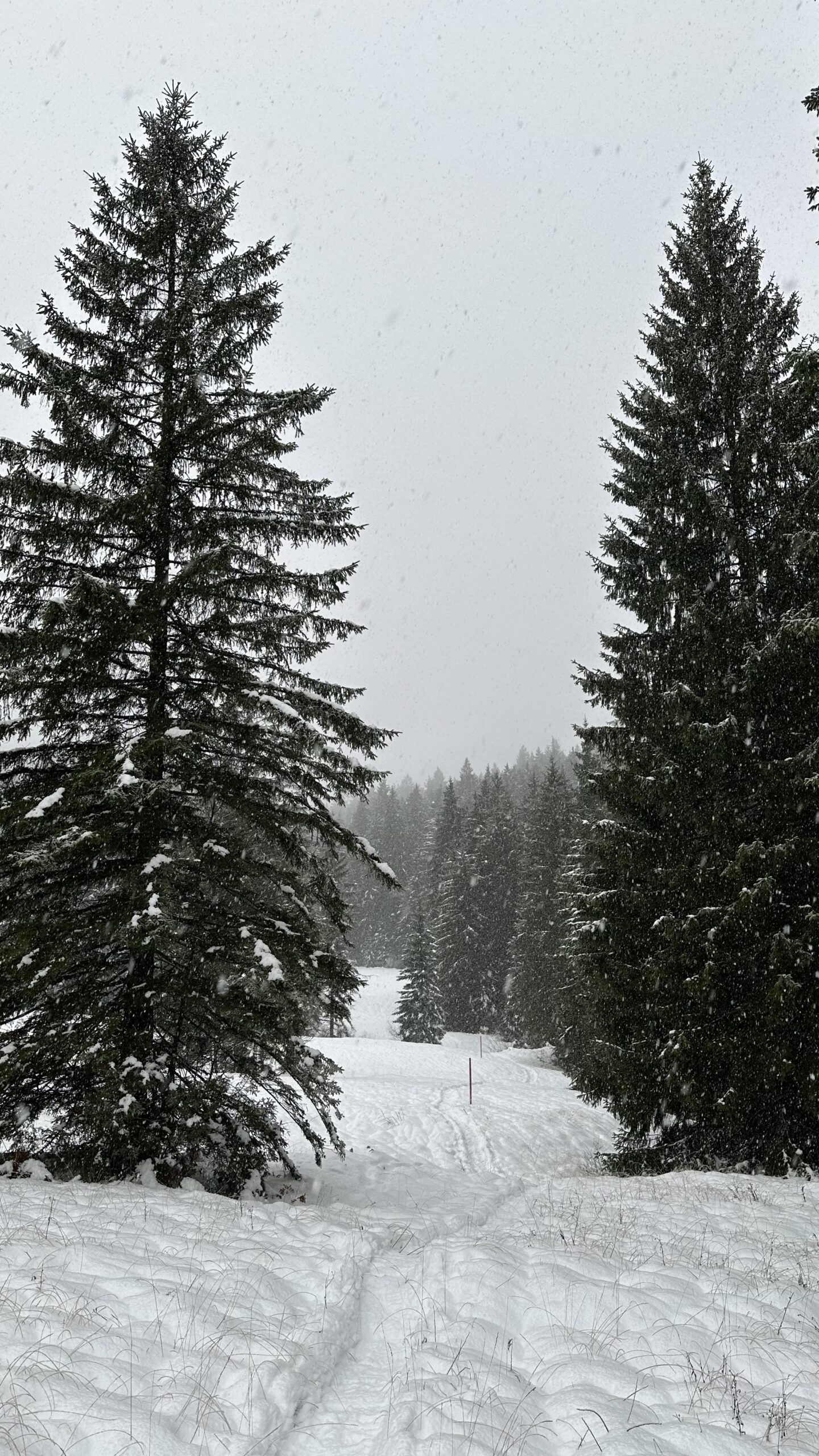 A snowy path leads between two evergreen trees. The sky is overcast and it is snowing.