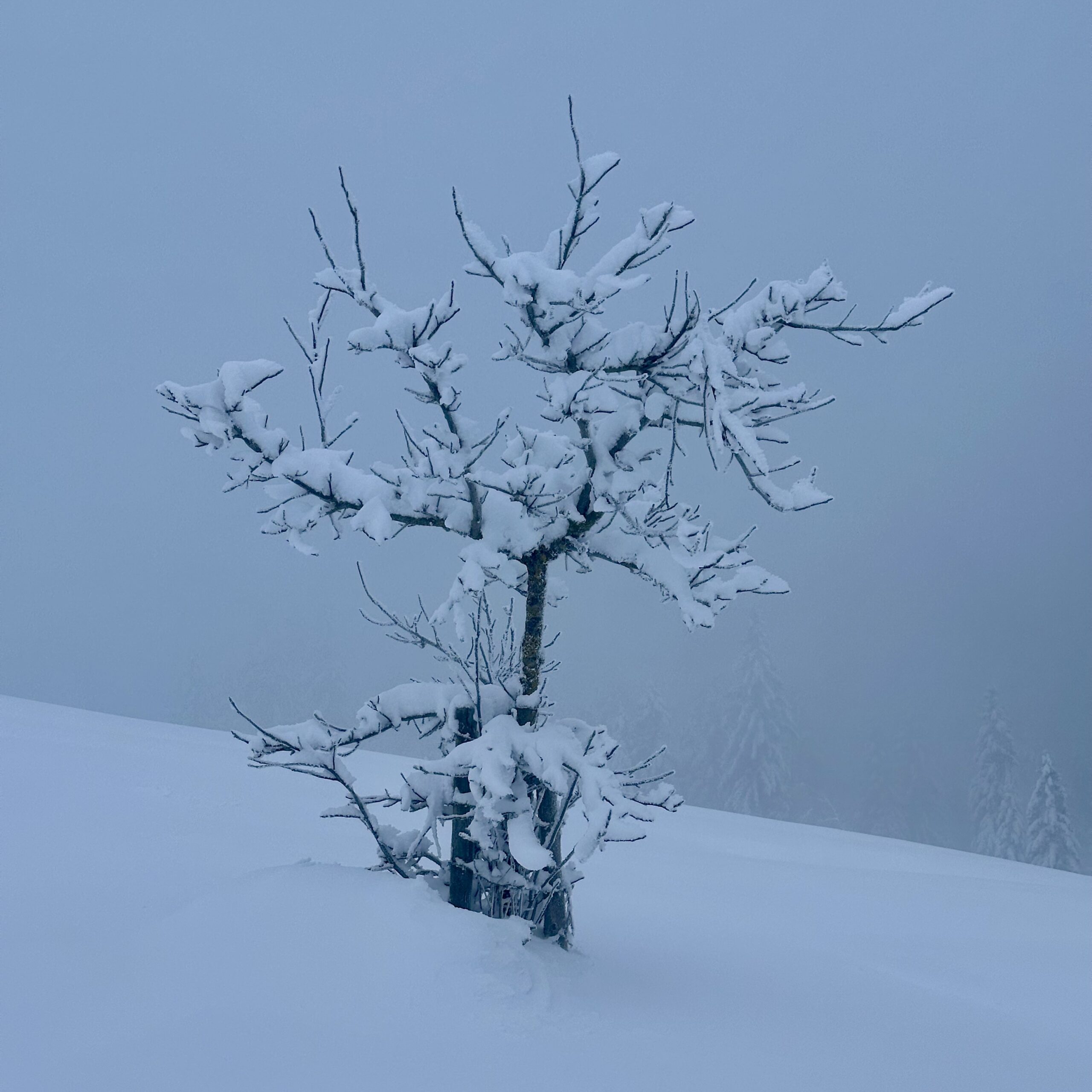 A leafless tree covered in snow on a foggy morning.