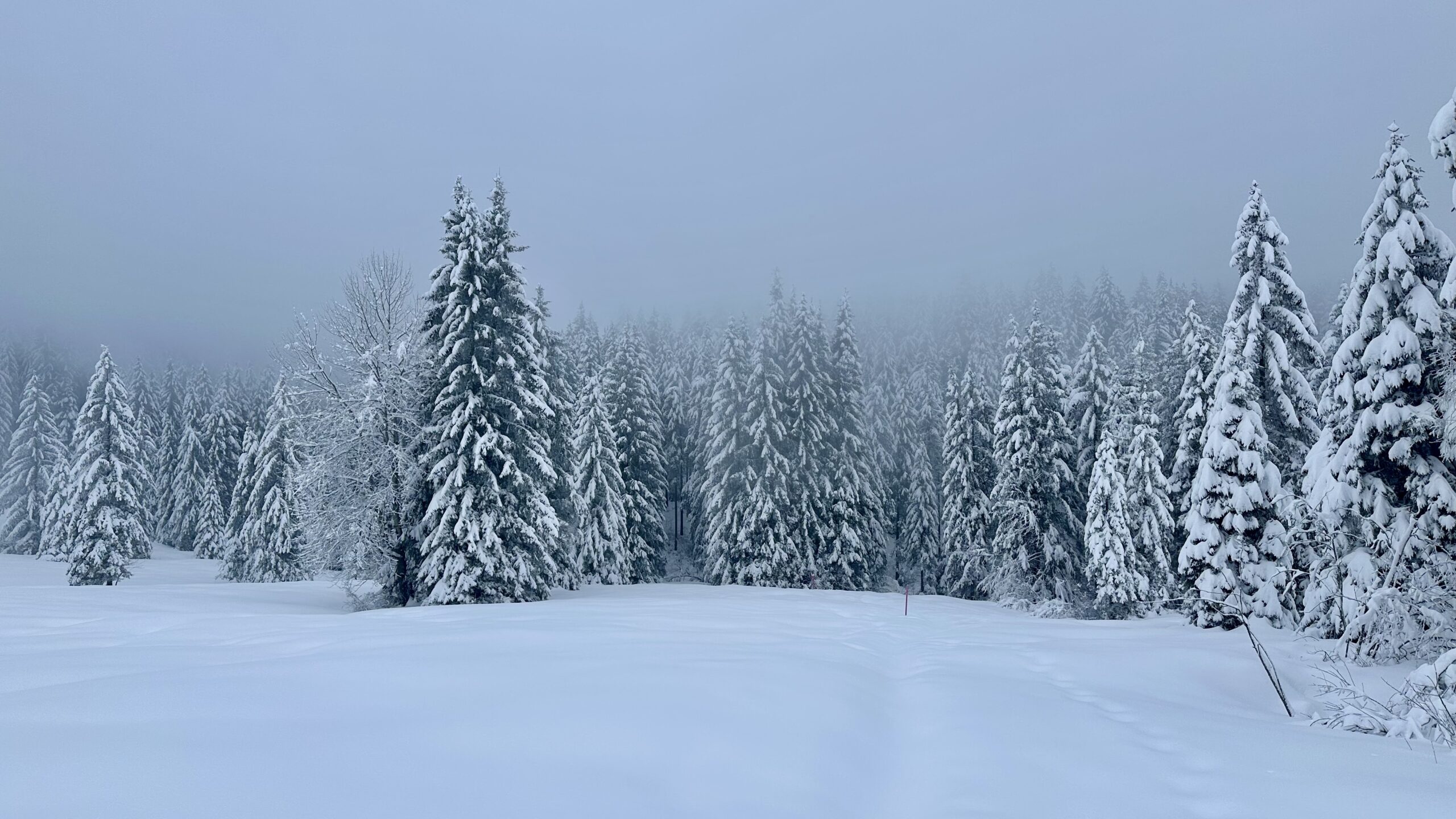 A snowy field bordered by conifer trees covered in snow on a foggy morning.